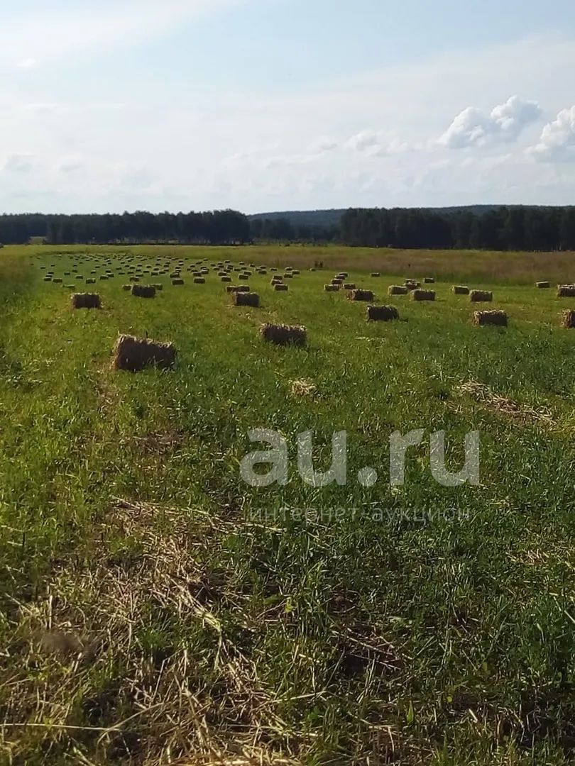 Сено , солома в тюках — купить в Красноярске. Корма на интернет ...