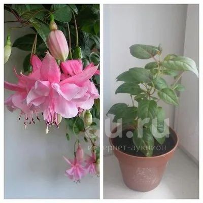Фуксия Pink colore
