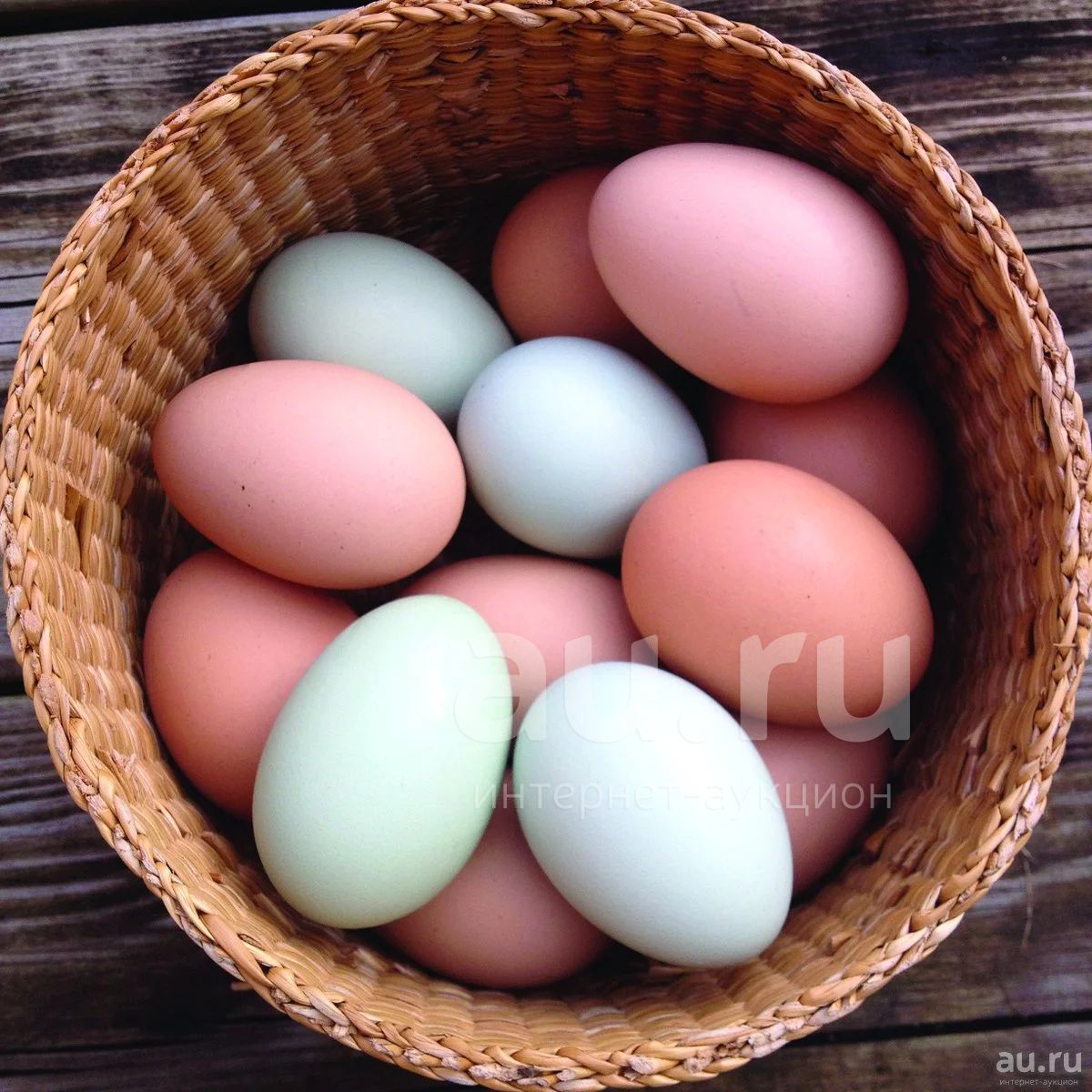 Розовое яйцо порода. Амераукана яйца. Амераукана куры яйца. Куры Араукана яйца. Амераукана Лаванда яйцо.