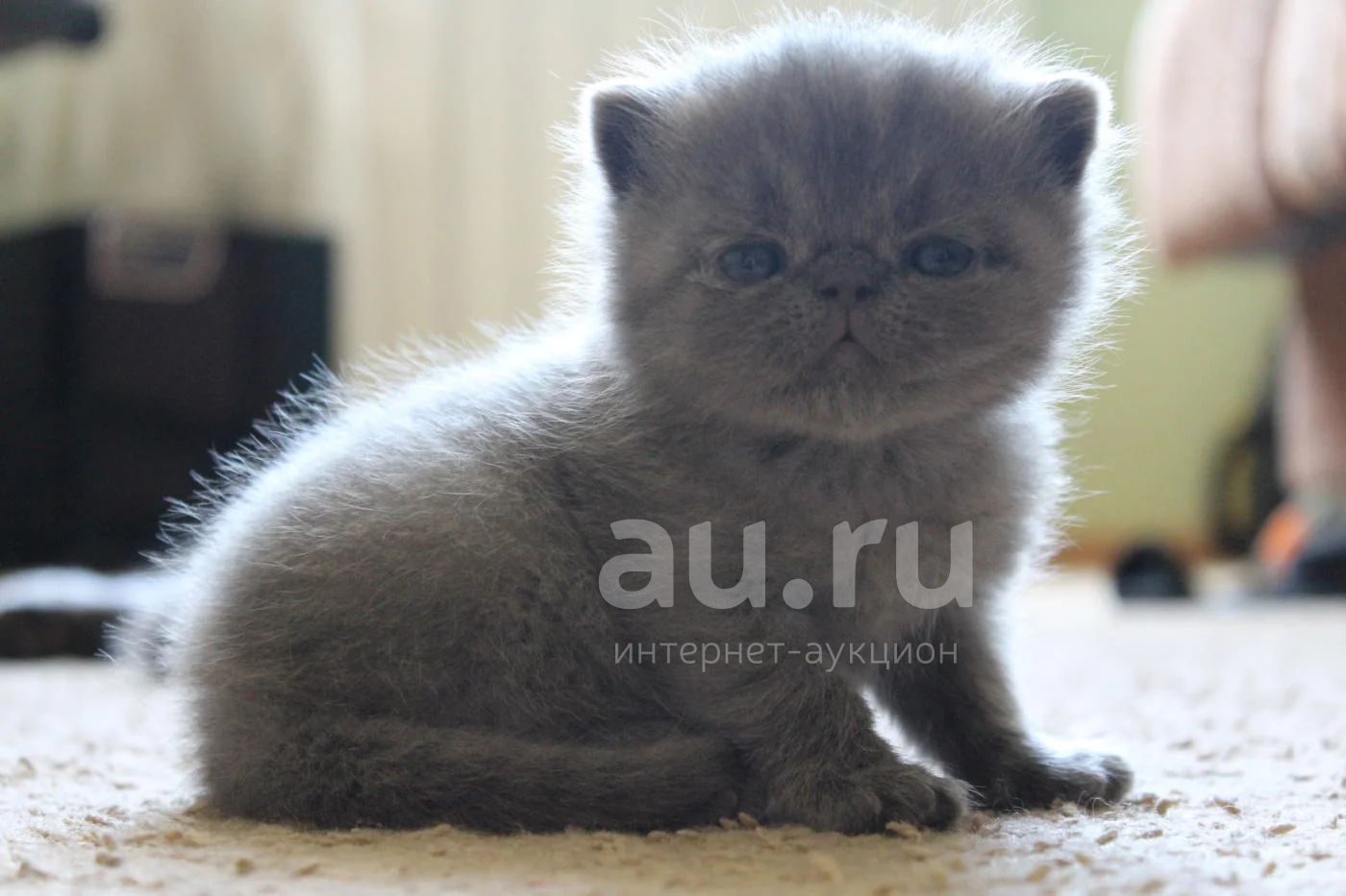 Купить Котенка В Великие Луки