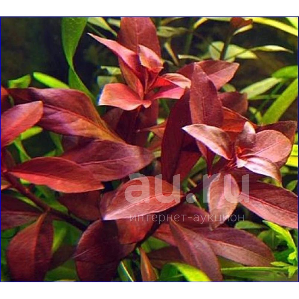 Людвигия Рубин Ludwigia Repens Rubin аквариумное растение — купить в ...