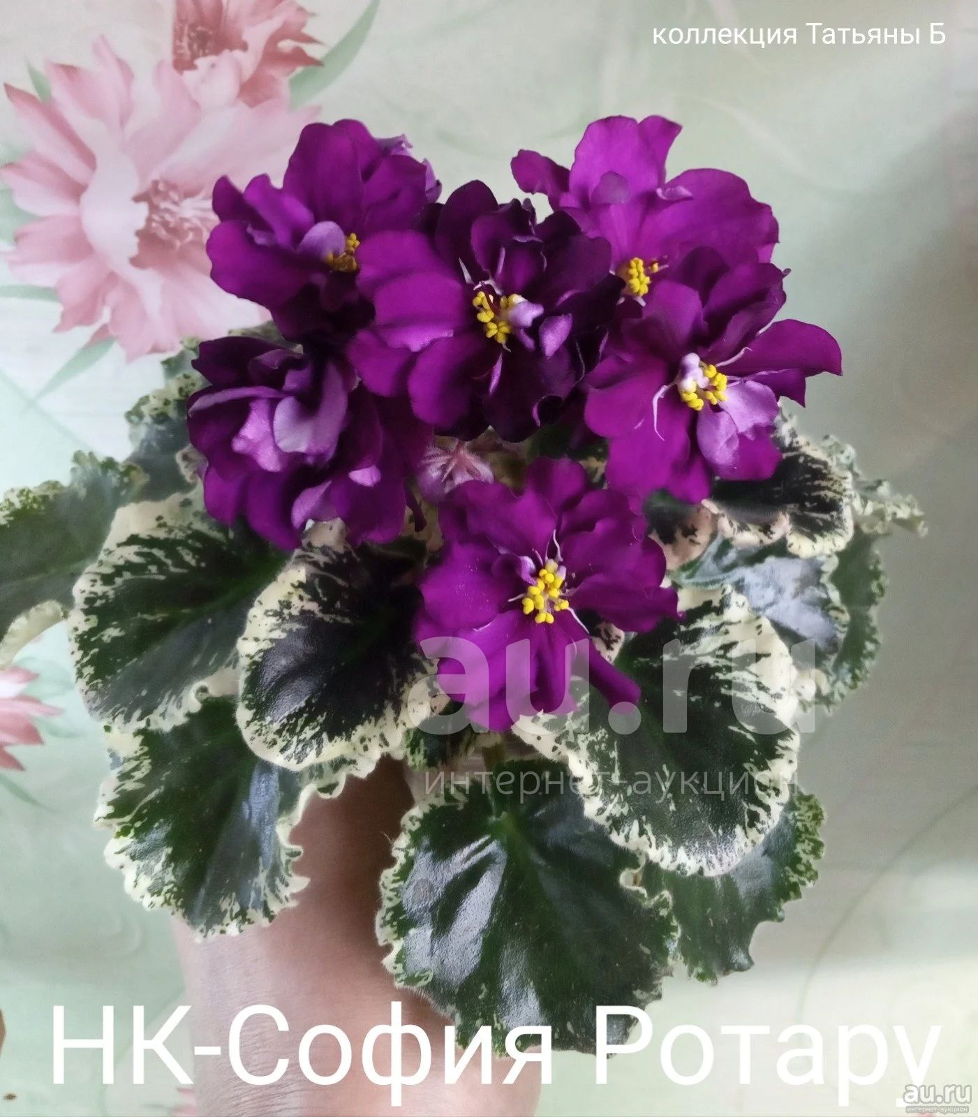 Фиалка софия фото и описание сорта Фиалка НК-София Ротару - лист укорененный. - купить в Красноярске. Горшечные рас