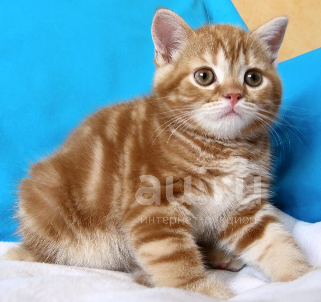 Скоттиш страйт красный мрамор