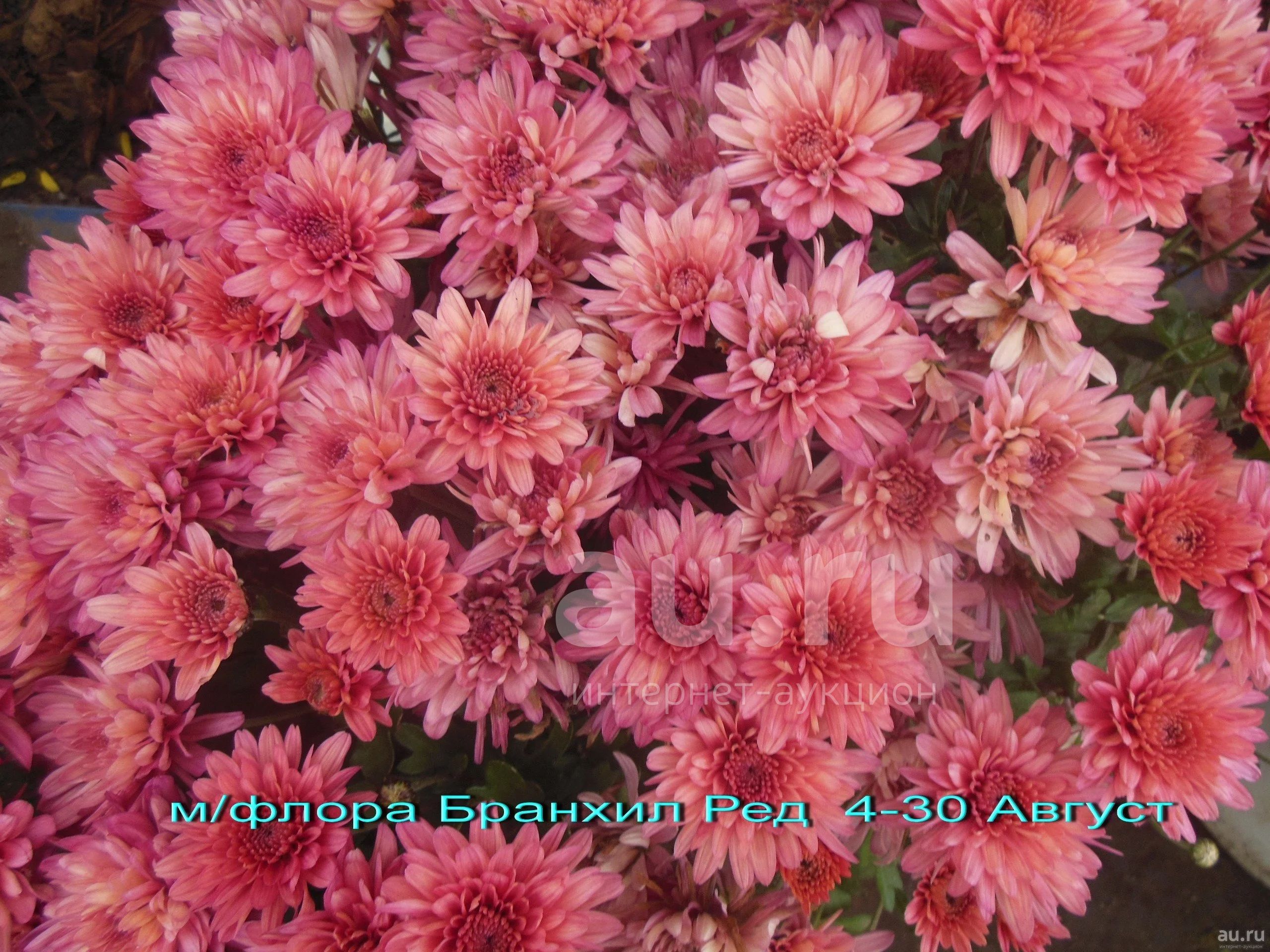 Хризантема Lively Red bicolor