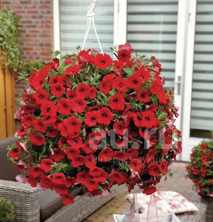 Петуния Surfinia (Сурфиния) Deep Red — купить в Красноярске. Садовые ...