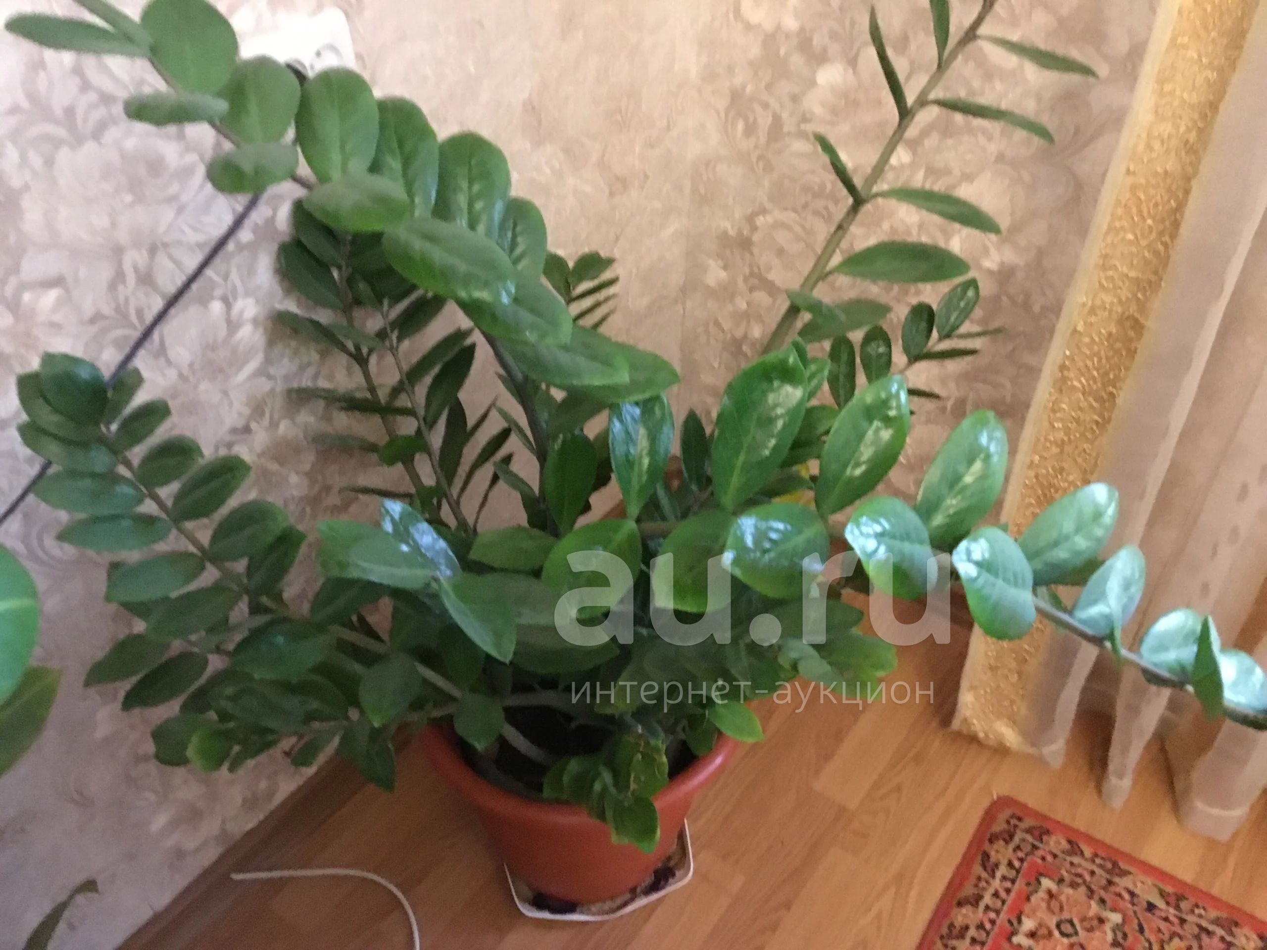 Замиокулькас большой — купить в Красноярске. Горшечные растения и ...