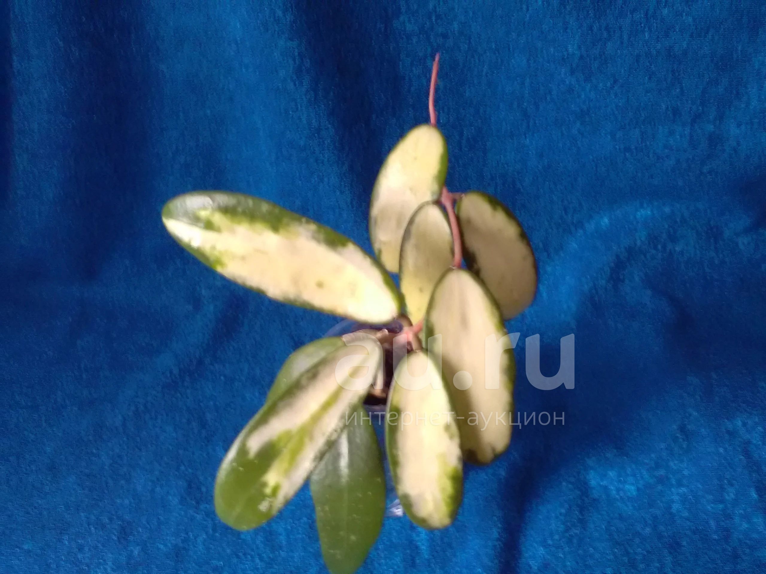 Хойя acuta Yellow Flowers EPC 271