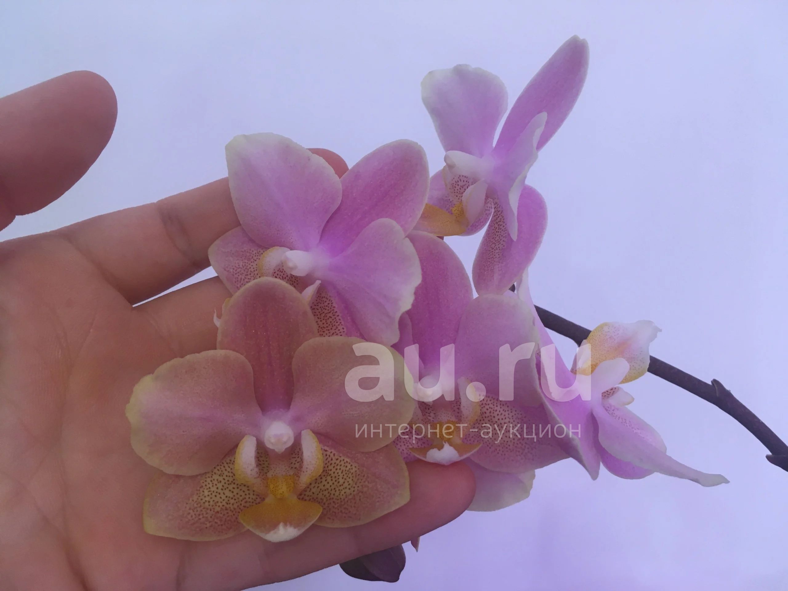 Бронзовый будда орхидея купить