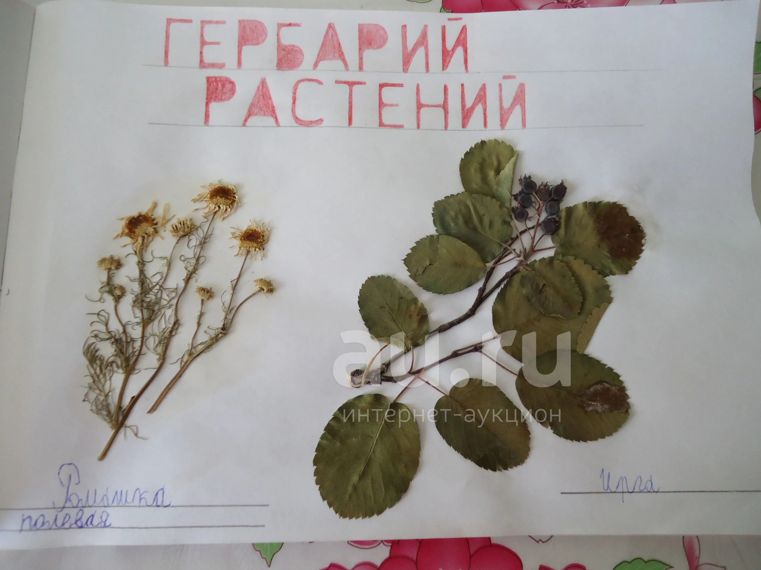 Гербарий Поляковой