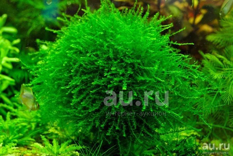 Мох Королевский Queen moss для аквариума — купить в Красноярске. Водные ...