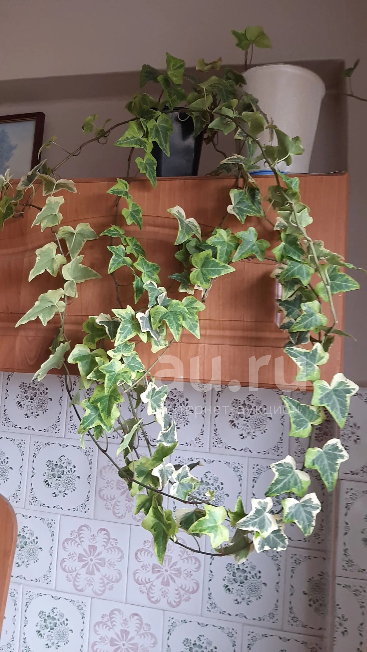 плющ вариегатный Хедера Йеллоу Риппл пестролистный, зелено-салатно ...