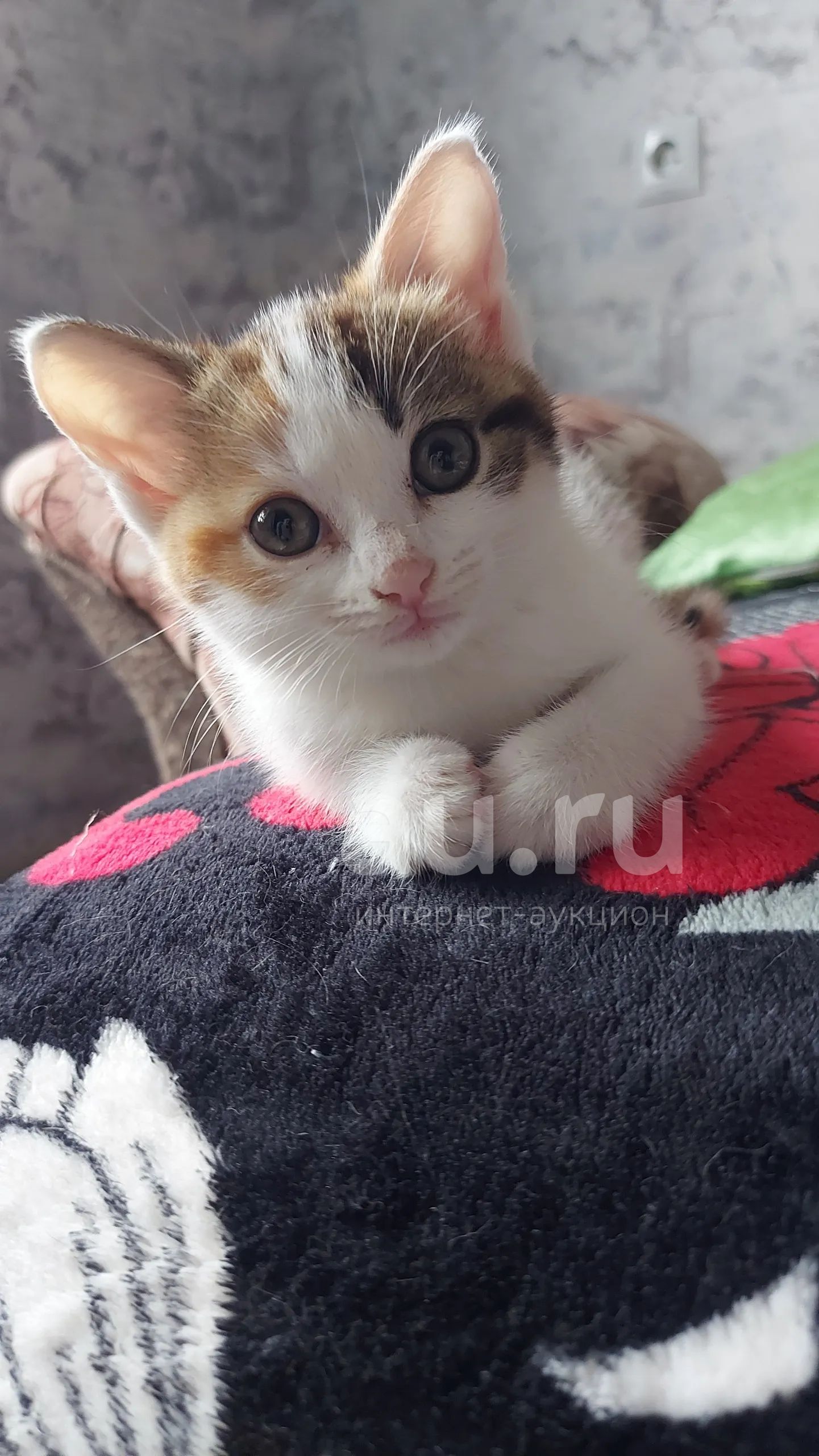 Котёнок, девочка — купить в Красноярске. Кошки, котята на интернет-аукционе  Au.ru