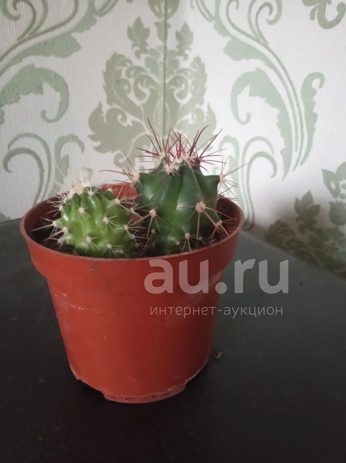 Кактусы из семян, два в одном горшке — купить в Красноярске. Горшечные ...