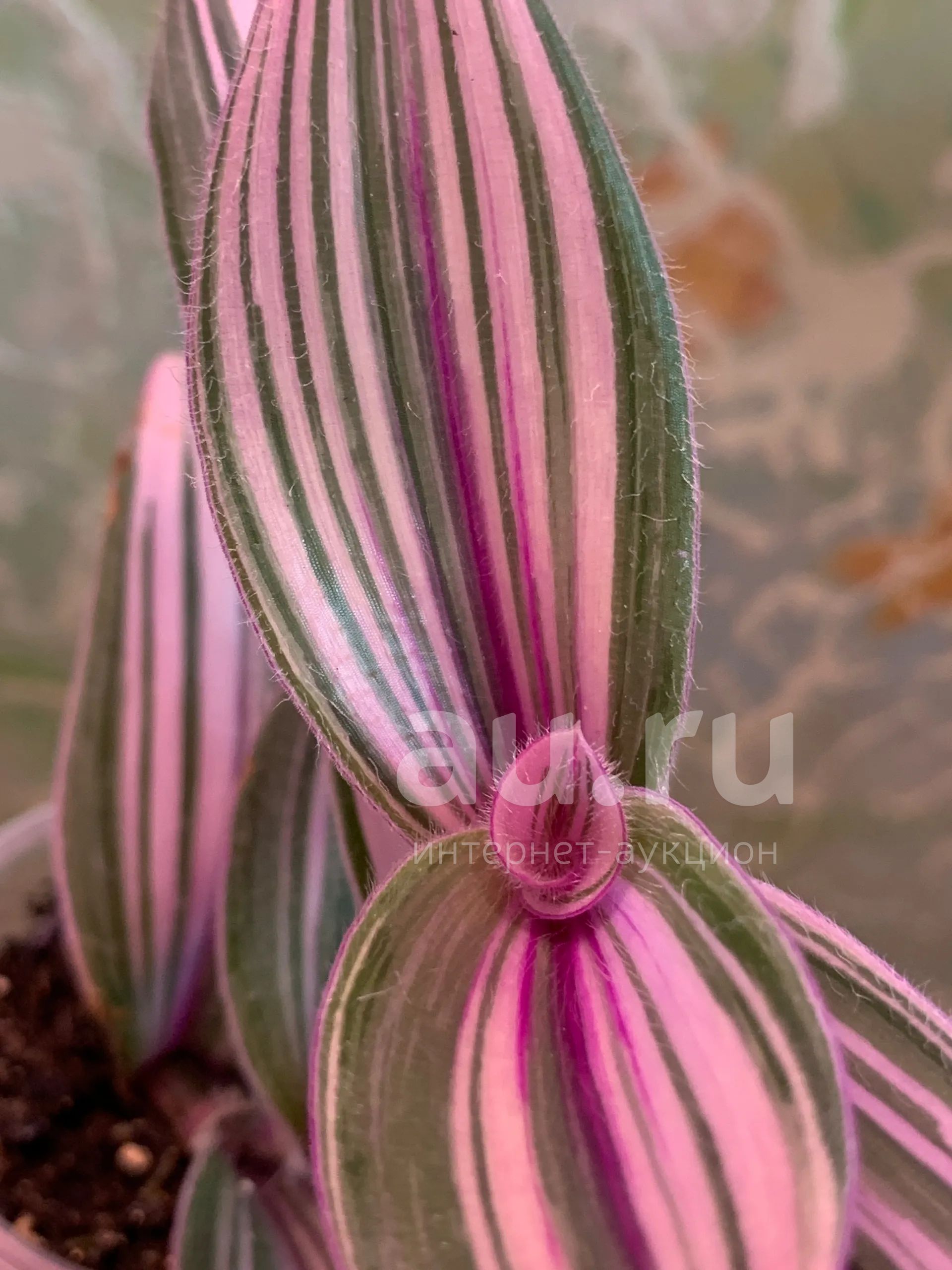 Традесканция мундула вариегата. Pink furry традесканция. Традесканция сеткреазия. Pink furry традесканция. Pink furry традесканция.
