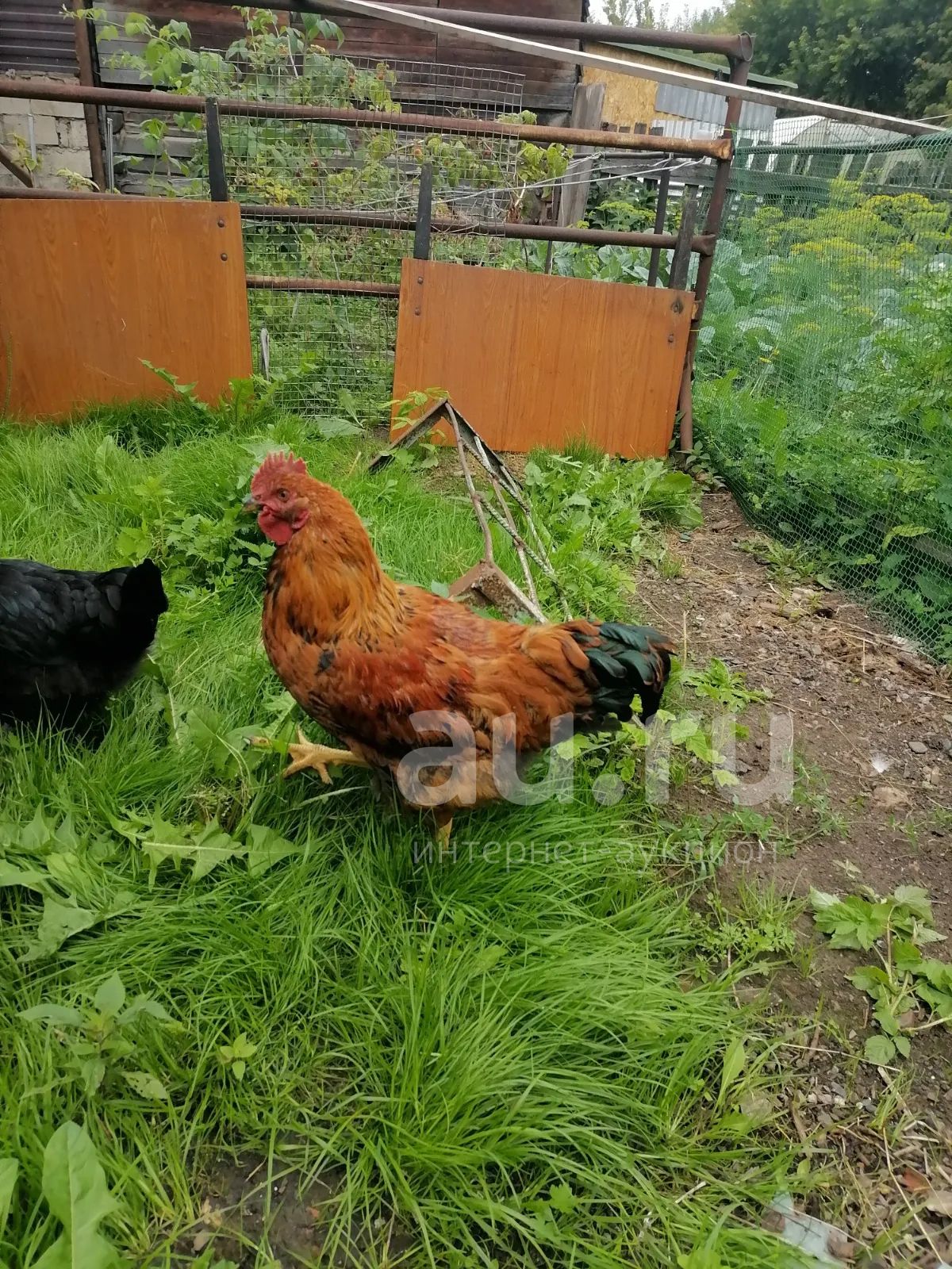 Кучинский петух