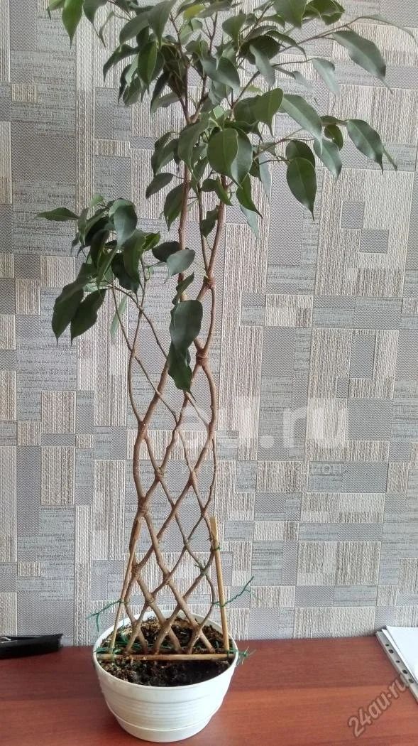Фикус Бенджамина Экзотика двойная спираль Ficus benjamina Exotica double spiral