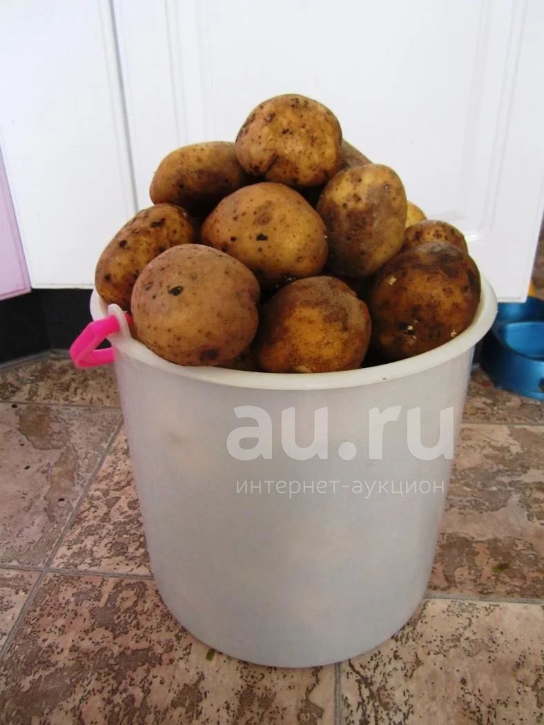 Сколько весит ведро картошки. Ведро картошки. Картофель в ведре. Картофель ( ведро 10 л). Крупная картошка в ведре.