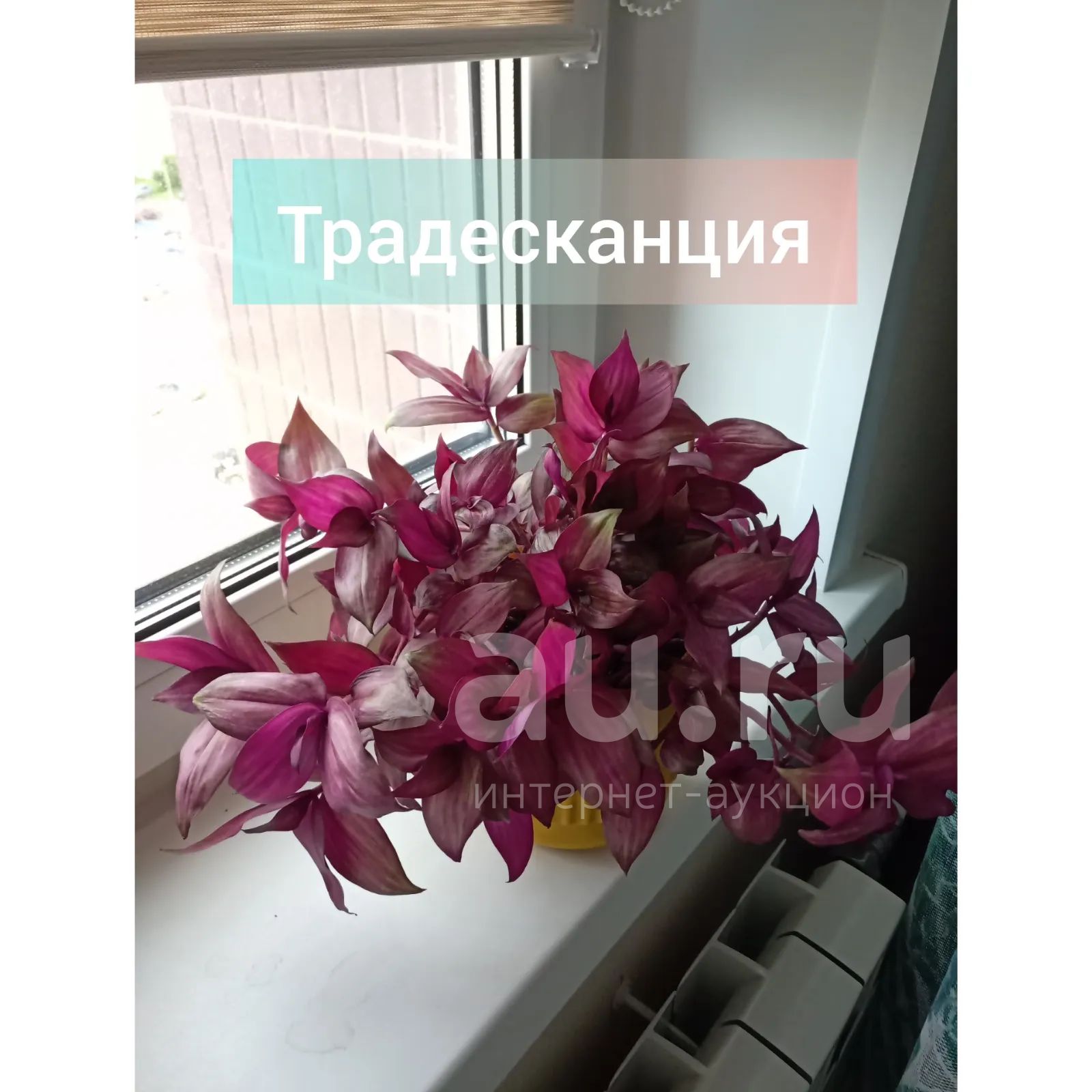 Традесканция — купить в Красноярске. Горшечные растения и комнатные ...