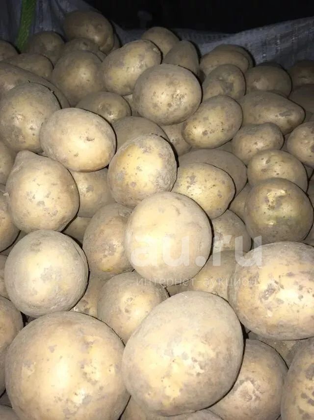 Семенной картофель Гала. Сорт картофеля Гала. Сорт Гала. Семена картофеля Гала.