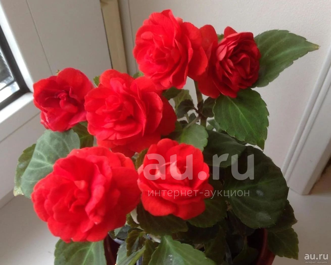 Бальзамин махровый Salsa Red (Ванька Мокрый) — купить в Красноярске ...