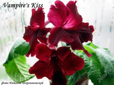 Лот: 2675396. Фото: 1. стрептокарпус Vampire's Kiss. Горшечные растения и комнатные цветы