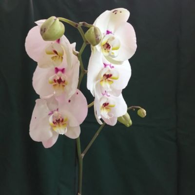 Лот: 15775906. Фото: 1. Орхидея цветущая с алым краплением... Горшечные растения и комнатные цветы