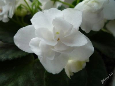 Лот: 1757242. Фото: 1. Фиалка белая цветущая с горшочком. Горшечные растения и комнатные цветы