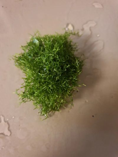 Лот: 22375571. Фото: 1. Аквариумное растение: Мох риччия. Водные растения