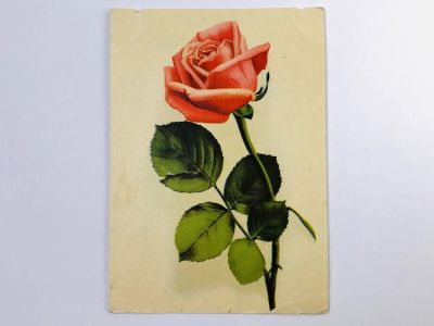 Лот: 23296576. Фото: 1. Роза. Открытка. 1965. Открытки, конверты