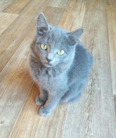 Лот: 12571232. Фото: 1. Отдам кота в хорошие руки. Кошки, котята