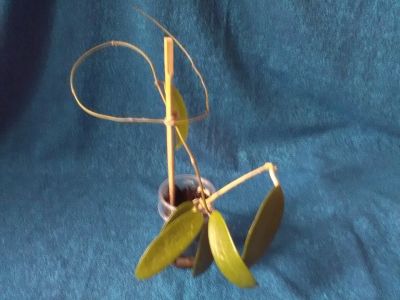Лот: 14156125. Фото: 1. Хойя Акута зеленый лист. Горшечные растения и комнатные цветы