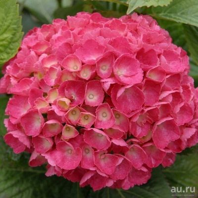 Лот: 13054452. Фото: 1. Гортензия крупнолистовая Со Лонг... Декоративные кустарники и деревья