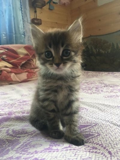 Лот: 11795622. Фото: 1. Котик в хорошие руки. Кошки, котята
