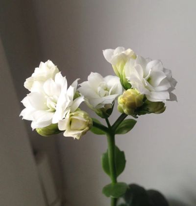 Лот: 15021594. Фото: 1. суккулент Каланхое / каланхоэ... Горшечные растения и комнатные цветы