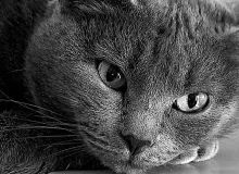 Лот: 6579898. Фото: 1. Черчиль Британская короткошерстная... Кошки, котята