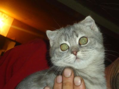 Лот: 4721854. Фото: 1. Сделай себе подарок! Возможен... Кошки, котята