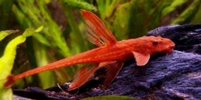 Лот: 4617383. Фото: 1. Лорикария красная Rineloricaria... Рыбки