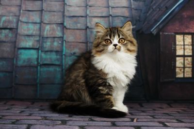 Лот: 10411112. Фото: 1. Кошка хайленд страйт. Кошки, котята