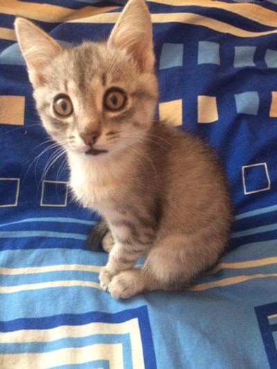 Лот: 12841863. Фото: 1. Отдам котёнка. Кошки, котята