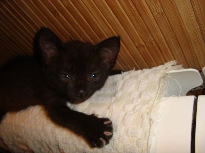 Лот: 6739872. Фото: 1. Кошечка Фиона!. Кошки, котята