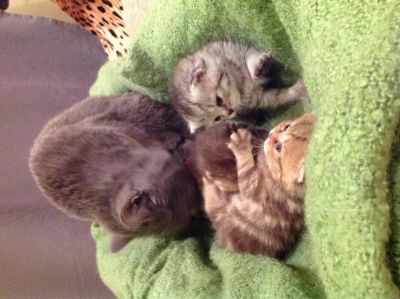 Лот: 3496607. Фото: 1. Котята британцы. Кошки, котята