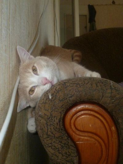 Лот: 3110616. Фото: 1. очень ласковый кот. Кошки, котята