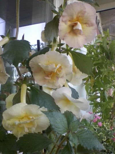 Лот: 12716729. Фото: 1. Ахименес Vellow Enqlish Rose... Горшечные растения и комнатные цветы