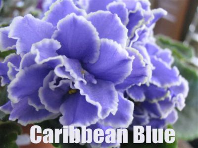 Лот: 6391881. Фото: 1. Фиалка Caribbian Blue - стартер... Горшечные растения и комнатные цветы