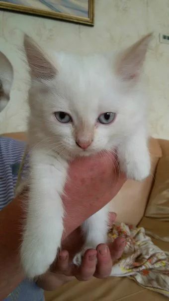 Лот: 7579366. Фото: 1. Котята в добрые руки!. Кошки, котята