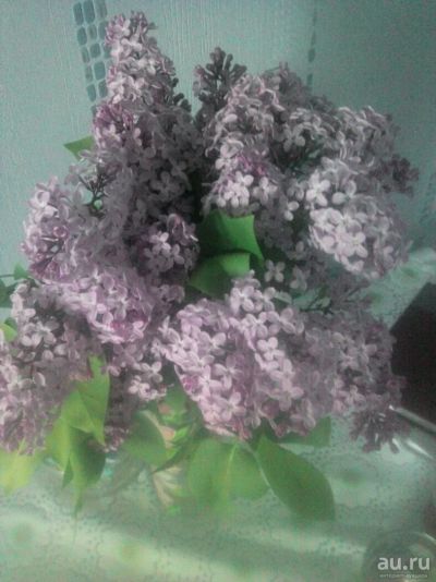Лот: 13655370. Фото: 1. Саженцы сирени. Декоративные кустарники и деревья