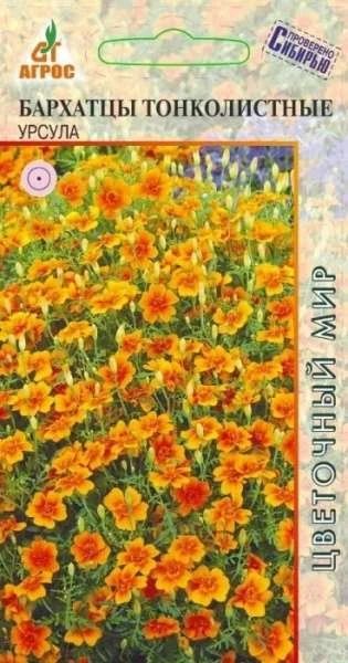 Лот: 11024215. Фото: 1. Бархатцы тонколистные Урсула 0... Садовые цветы