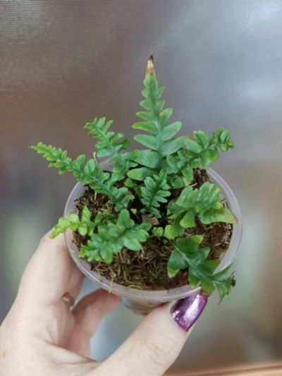 Лот: 21219428. Фото: 1. Папоротник Asplenium Ebenoides... Горшечные растения и комнатные цветы