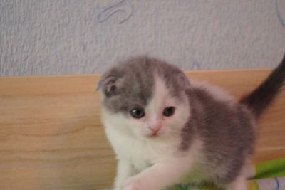 Лот: 4892656. Фото: 1. Шотландская бело-голубая кошечка. Кошки, котята