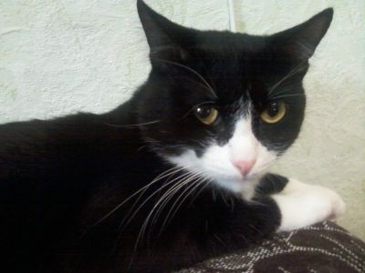 Лот: 5061437. Фото: 1. отдам кота в хорошие руки. Кошки, котята
